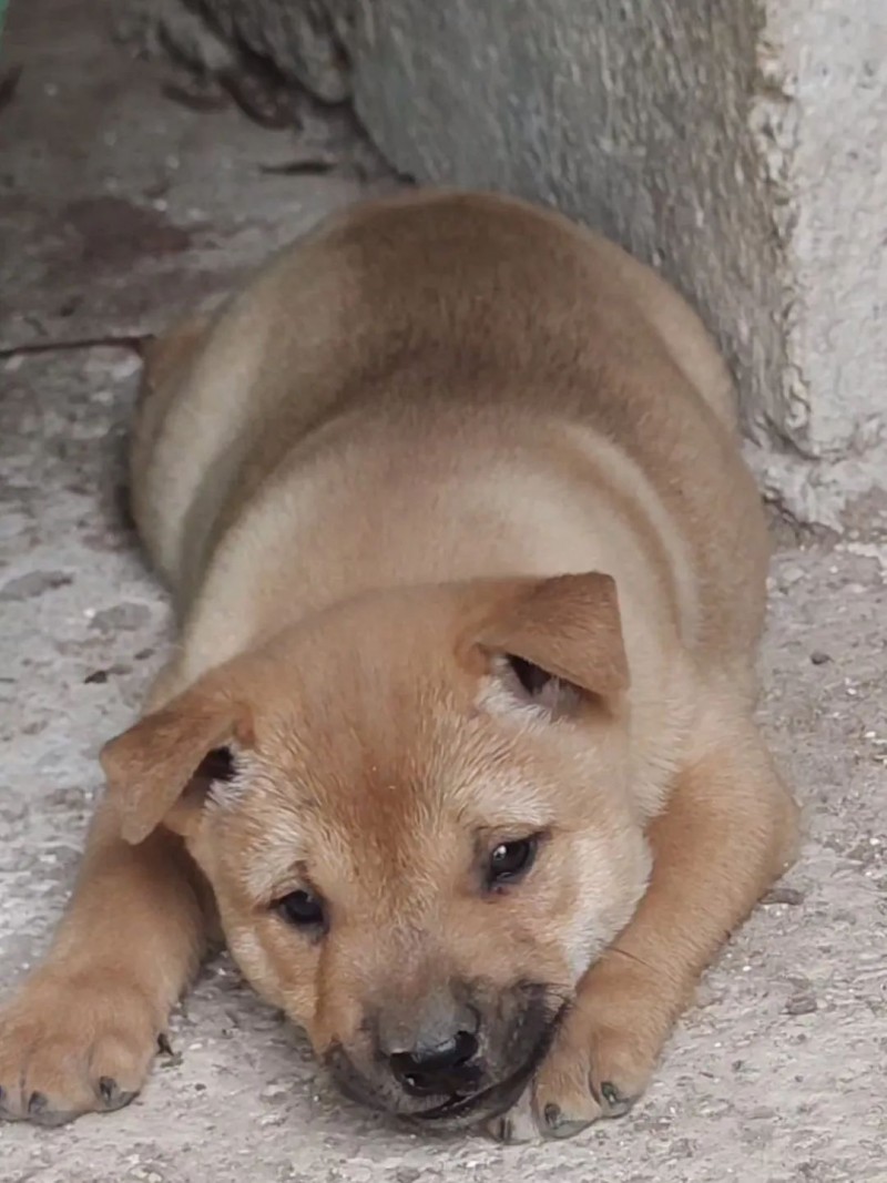 (散文) 父亲的小黄狗(图1) (散文) 父亲的小黄狗(图1)